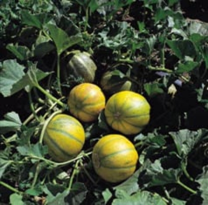 Picture of Melon Ogen
